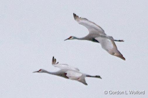 Sandhill Cranes In Flight_31351.jpg - Sandhill Crane (Grus canadensis)Photographed along the Gulf coast near Port Lavaca, Texas, USA.